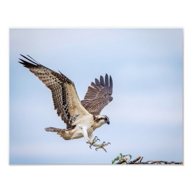 14x11 Osprey-landning i redet Fototryck (Framsidan)
