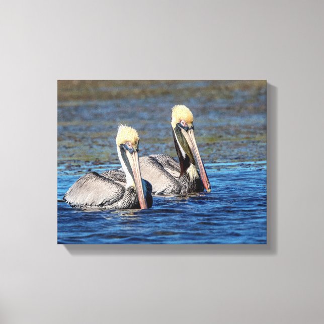 14x11 Pair of Pelicans Canvastryck (Framsida)