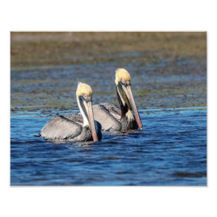 14x11 Pair of Pelicans Fototryck