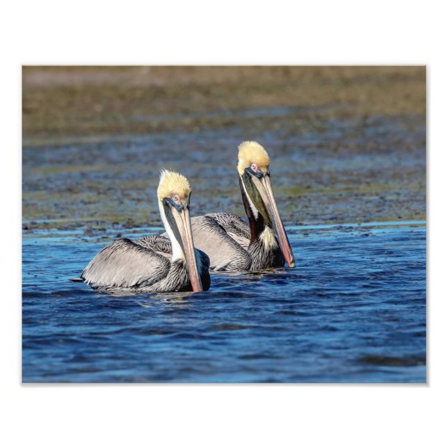 14x11 Pair of Pelicans Fototryck (Framsidan)