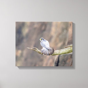 14x11 Peregrine Falcon vid Palisades Interstate Canvastryck