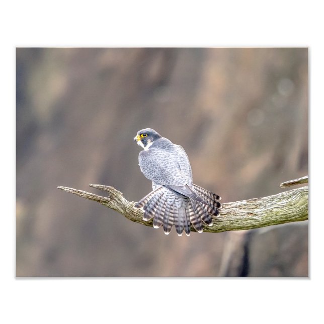 14x11 Peregrine Falcon vid Palisades Interstate Fototryck (Framsidan)