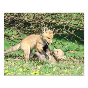 14x11 Red Fox Kits spelar Fototryck