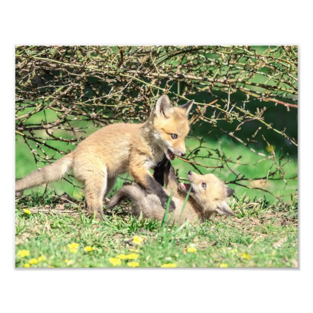 14x11 Red Fox Kits spelar Fototryck (Framsidan)