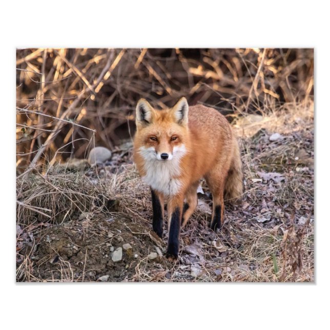 14x11 Red Fox på nära håll och personligt Fototryck (Framsidan)