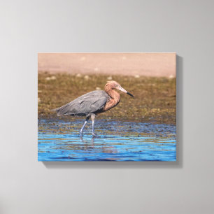 14x11 Reddisch Egret på North Beach Canvastryck