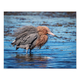 14x11 Reddisch Egret på North Beach Fototryck