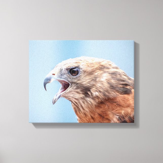 14x11 Röd skulderad hawk Canvastryck (Framsida)