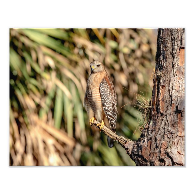 14x11 Röd skulderad hawk i träd Fototryck (Framsidan)