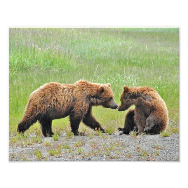 14x11 Satin foto av grizzly björn unge (Framsidan)