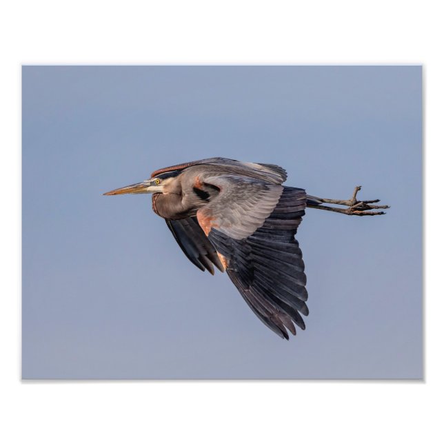 14x11 Underbar Blue Heron under flygning Fototryck (Framsidan)
