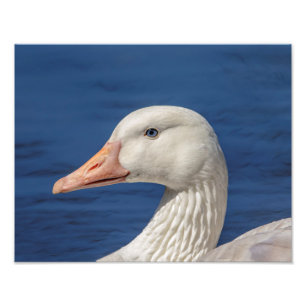 14x11 White Canadian Goose Fototryck