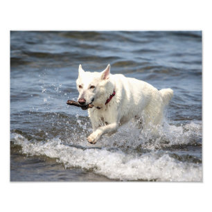 14x11 White German shepard på Sjö George Fototryck