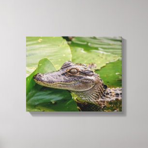 14x11 Young Alligator Canvastryck