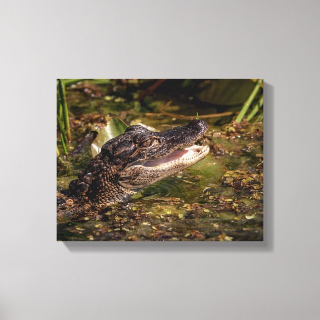 14x11 Young Alligator Canvastryck (Framsida)