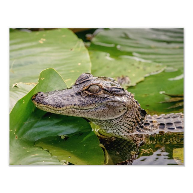 14x11 Young Alligator Fototryck (Framsidan)