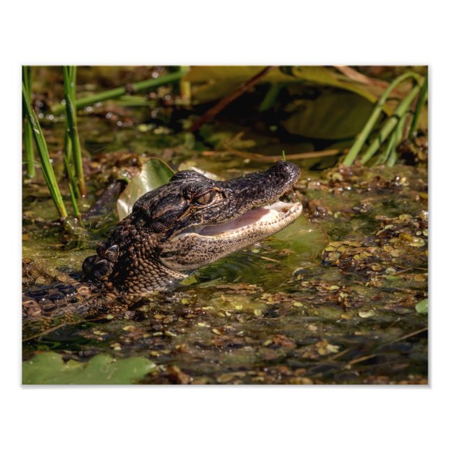 14x11 Young Alligator Fototryck (Framsidan)