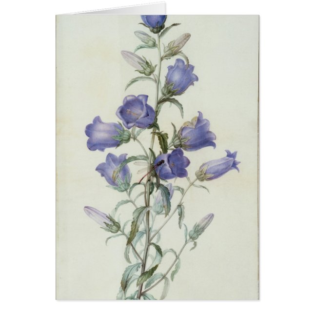 15: Campanula: Medel 1787 Hälsningskort (Framsidan)