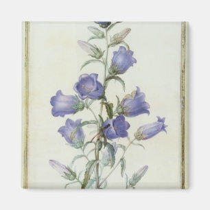 15: Campanula: Medel 1787 Magnet