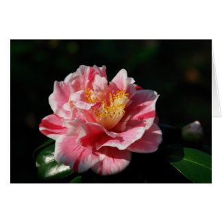 167 - Anpassad OBS Kort