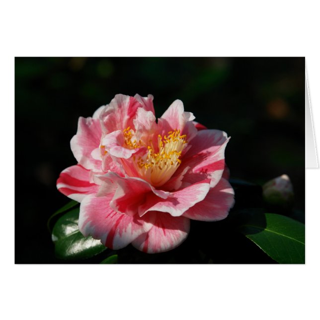 167 - Anpassad OBS Kort (Framsidan Horizontal)