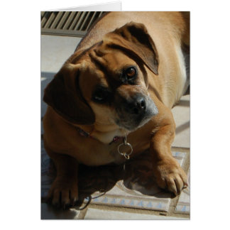 167 Puggelkort Hälsningskort