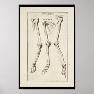 1691 Artistic Anatomy Arm Bones Art Print Poster
