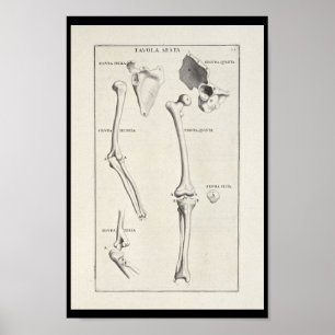 1691 Artistic Anatomy Arm Bones Art Print Poster