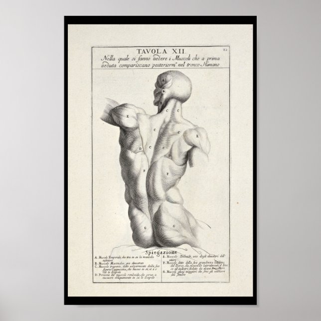 1691 Artistic Anatomy Back Muscles Art Print Poster (Framsidan)