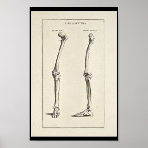 1691 Artistic Anatomy Leg Bones Art Print Poster