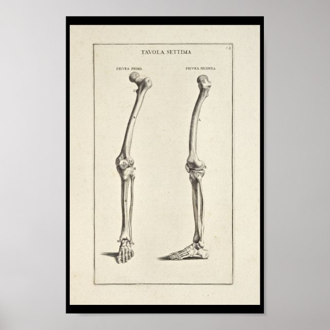 1691 Artistic Anatomy Leg Bones Art Print Poster (Framsidan)