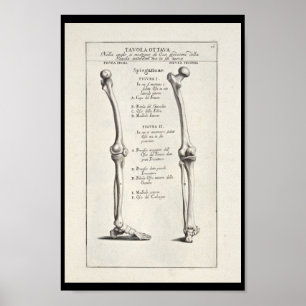1691 Artistic Anatomy Leg Bones Art Print Poster
