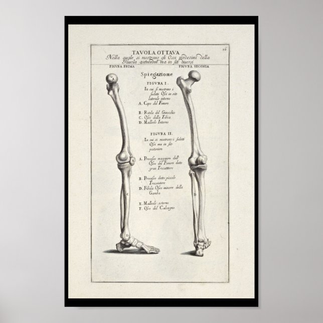1691 Artistic Anatomy Leg Bones Art Print Poster (Framsidan)