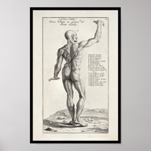 1691 Artistic Anatomy Muscles Art Print Poster