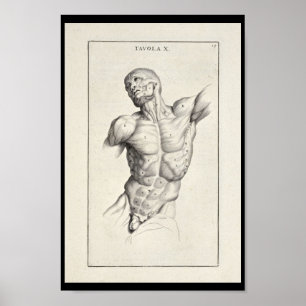 1691 Artistic Anatomy Muscles Torso Art Print Poster