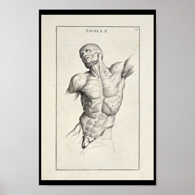 1691 Artistic Anatomy Muscles Torso Art Print Poster (Framsidan)