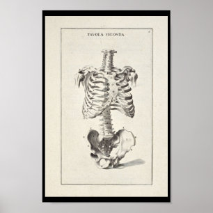 1691 Artistic Anatomy Skeleton Art Print Poster