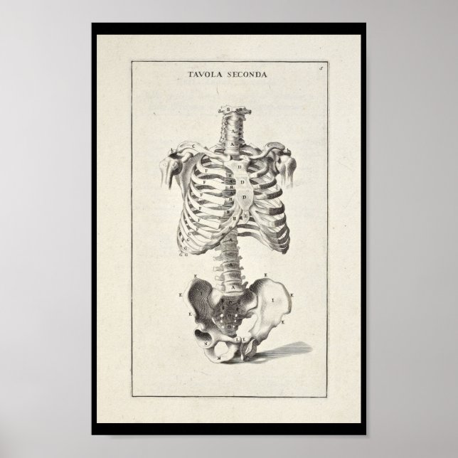 1691 Artistic Anatomy Skeleton Art Print Poster (Framsidan)