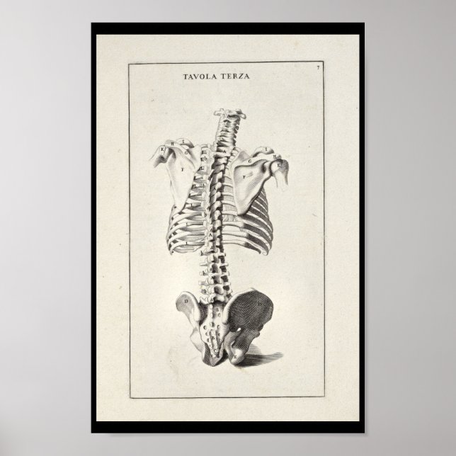 1691 Artistic Anatomy Skeleton Spine Art Print Poster (Framsidan)