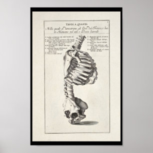 1691 Artistic Anatomy Skeleton Spine Art Print Poster