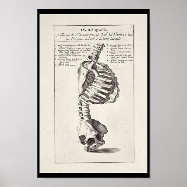 1691 Artistic Anatomy Skeleton Spine Art Print Poster (Framsidan)