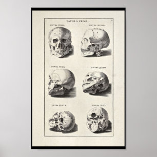 1691 Artistic Anatomy Skull Art Print Poster