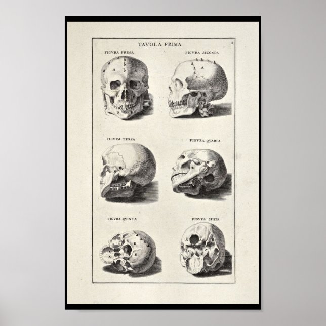 1691 Artistic Anatomy Skull Art Print Poster (Framsidan)