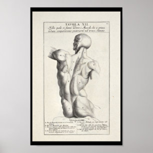 1691 konstnärliga anatomibaksida tränga sig in poster