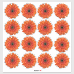 16 Orange Gerbera Tusenskönestickrar Klistermärken