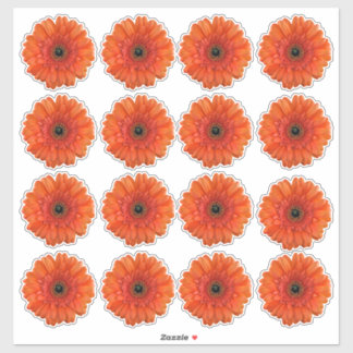 16 Orange Gerbera Tusenskönestickrar Klistermärken