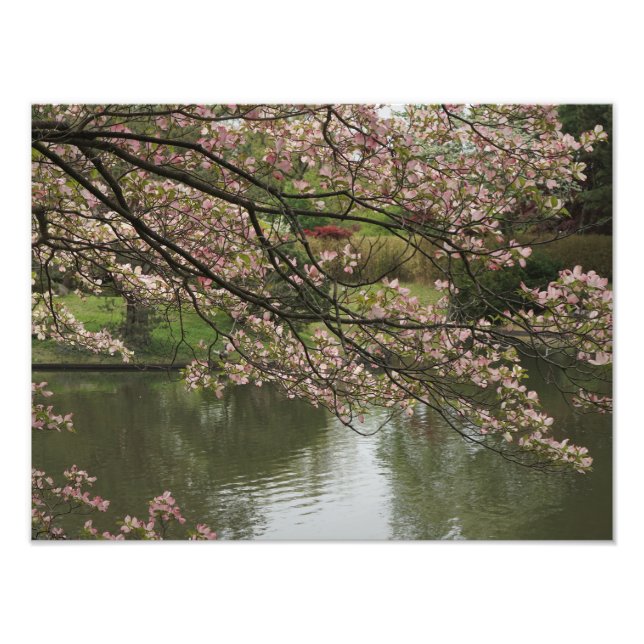 16-tums x12-tums Rosa Dogwood Fototryck (Framsidan)