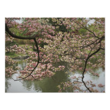 16-tums x12-tums Rosa Dogwood