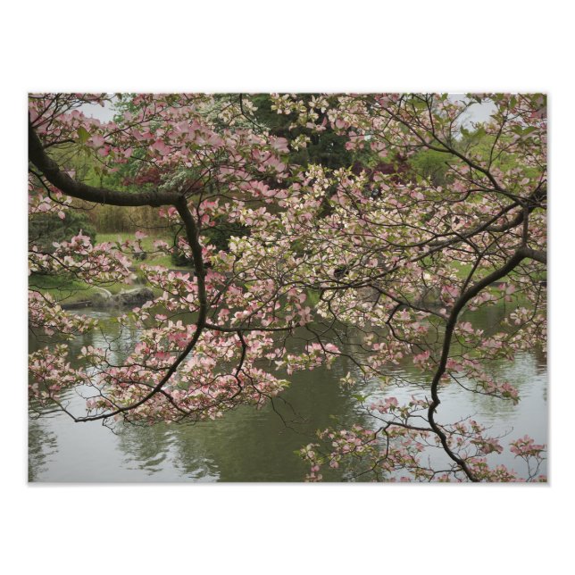 16-tums x12-tums Rosa Dogwood Fototryck (Framsidan)