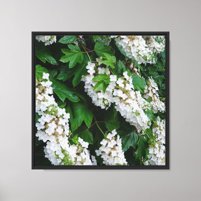 16"x16" Ekbladshydrangea Canvastryck (Framsida)